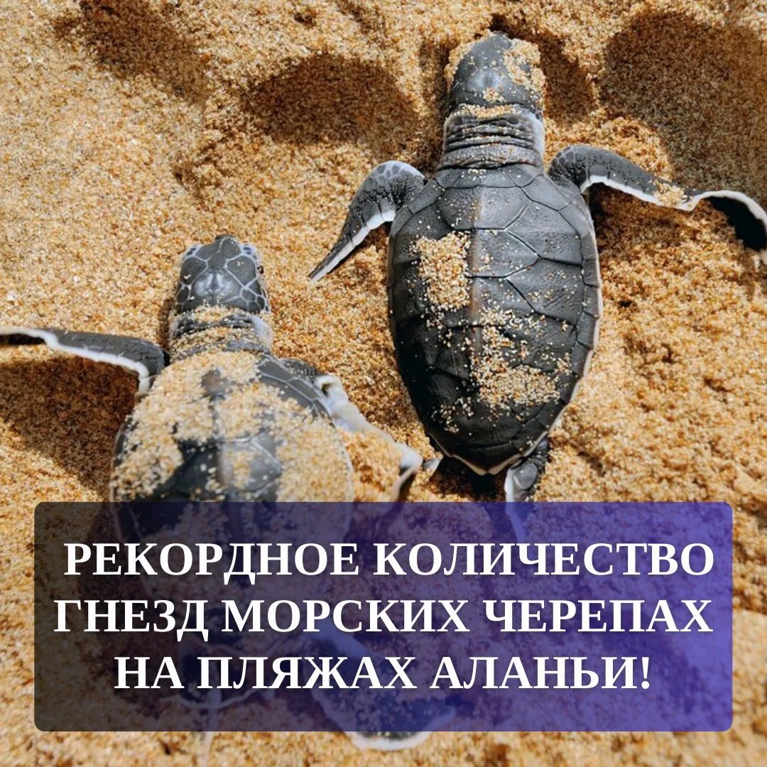 Alanya sahillerinde rekor sayıda deniz kaplumbağası yuvası!